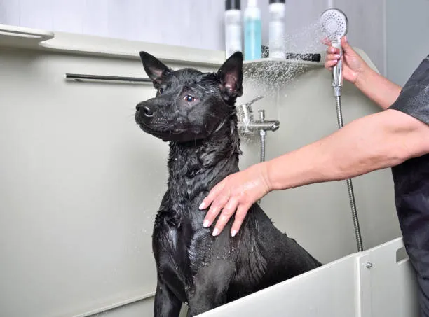 Banho para pet no Jardins