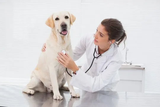Exames para cães