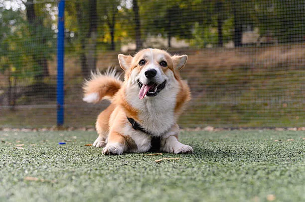 Hospedagem para cachorro no Jardins