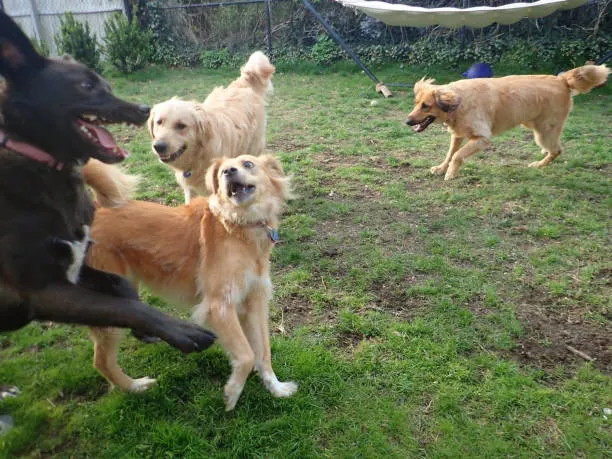 Hospedagem cachorro São Paulo