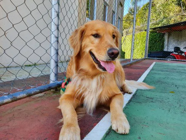 Hospedagem para cães