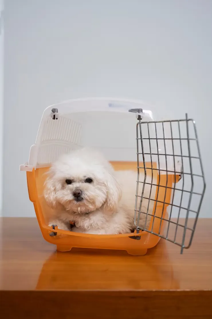 Hospedagem para gatos e cães