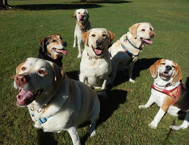 Hospedagem pet no Jardins