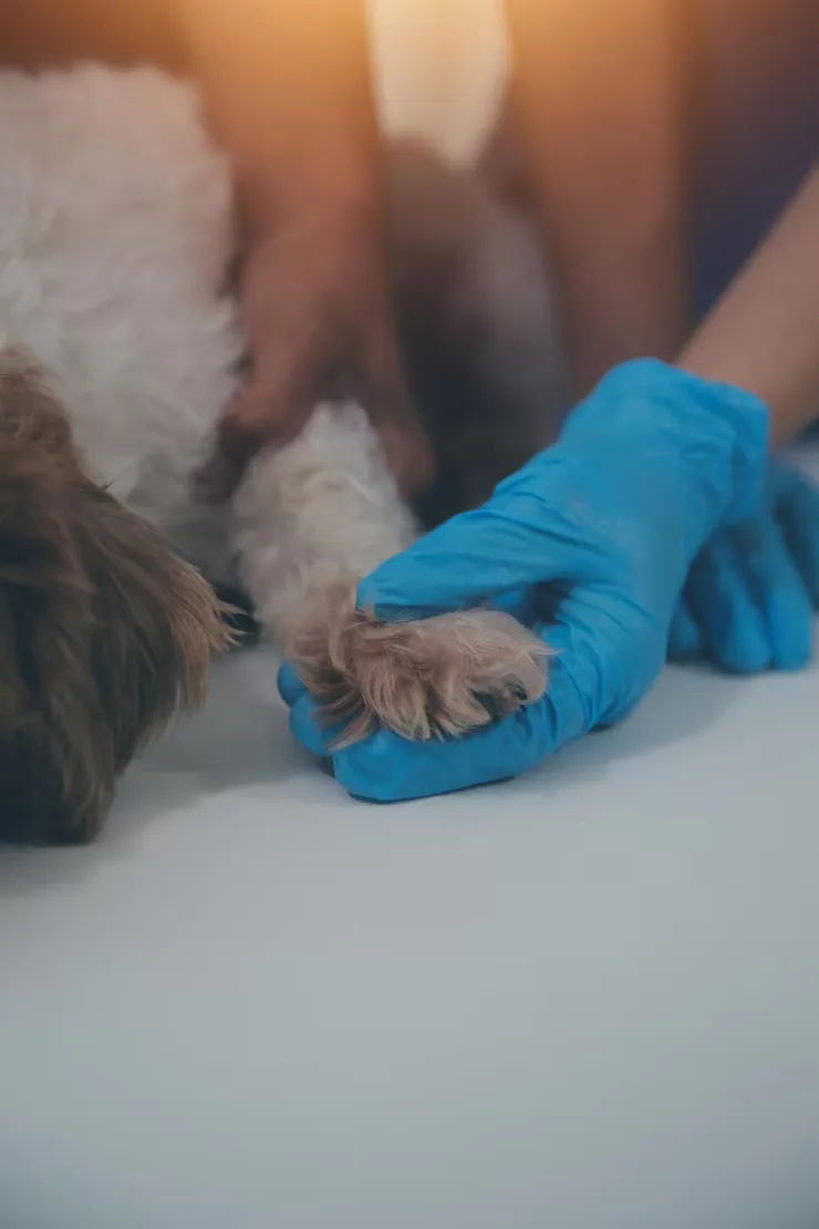 Hospital veterinário 24 horas perto de mim