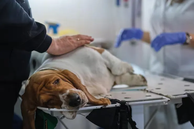 Pronto atendimento veterinário