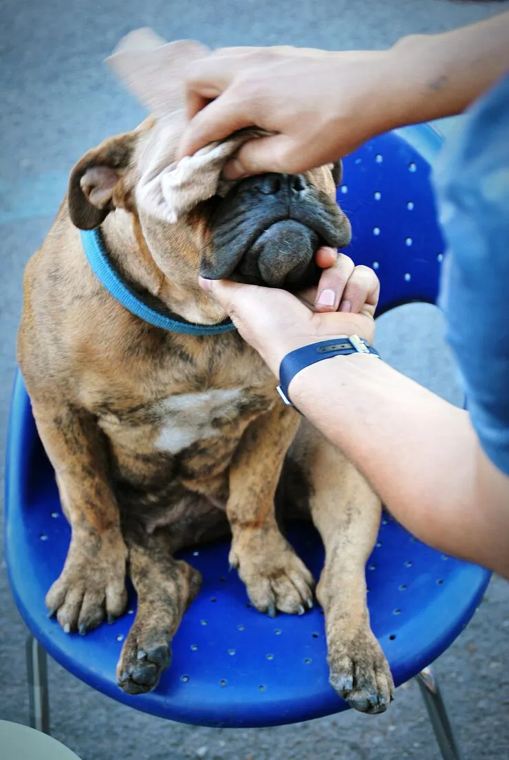 Pronto socorro pet em Moema