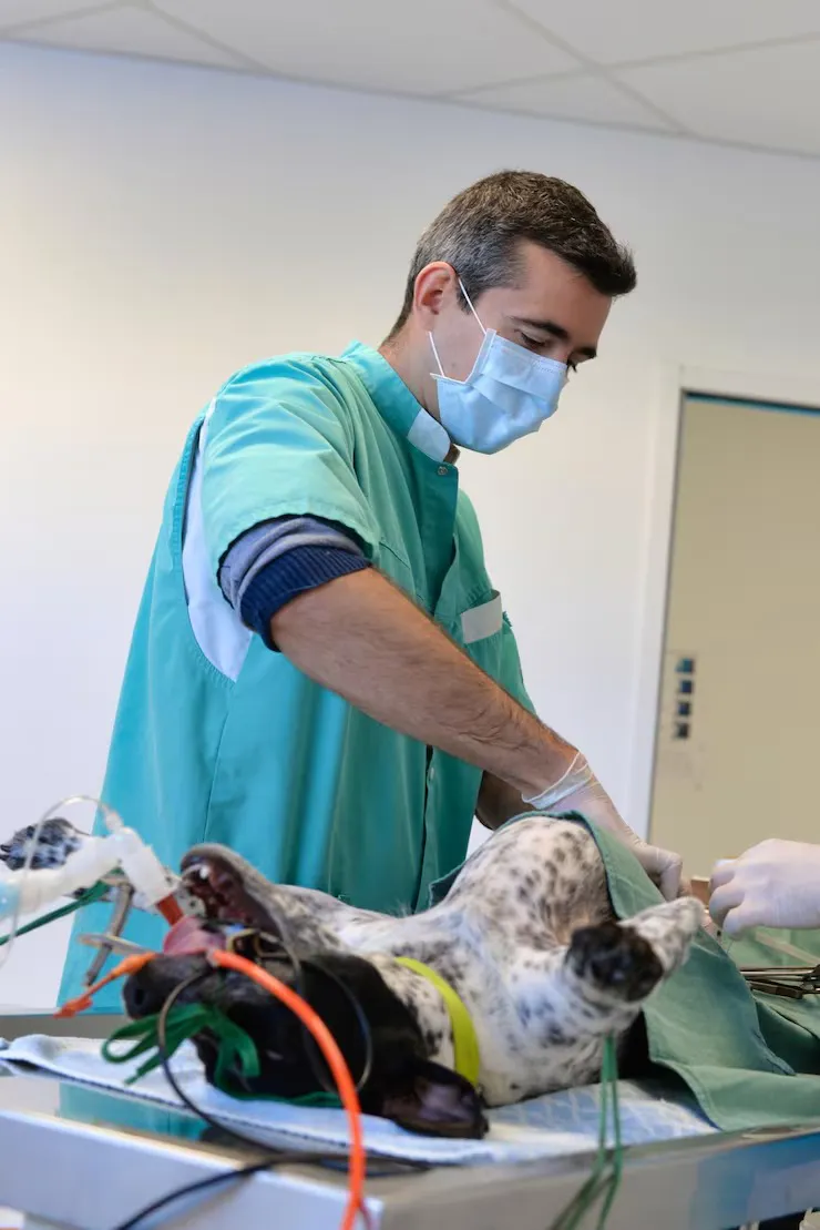 Pronto socorro pet no Jardins