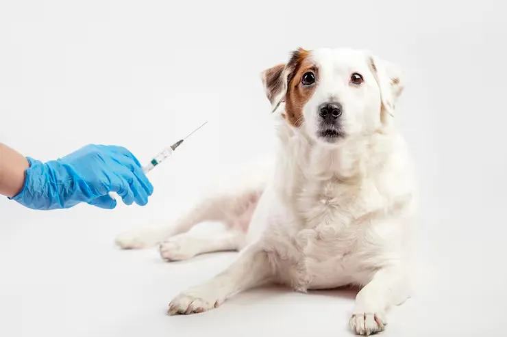 Vacina para cachorro filhote no Jardins