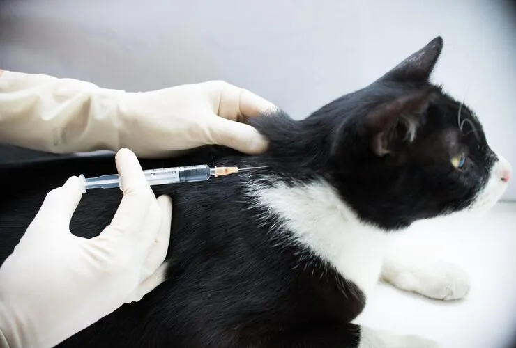 Vacina para gato adulto